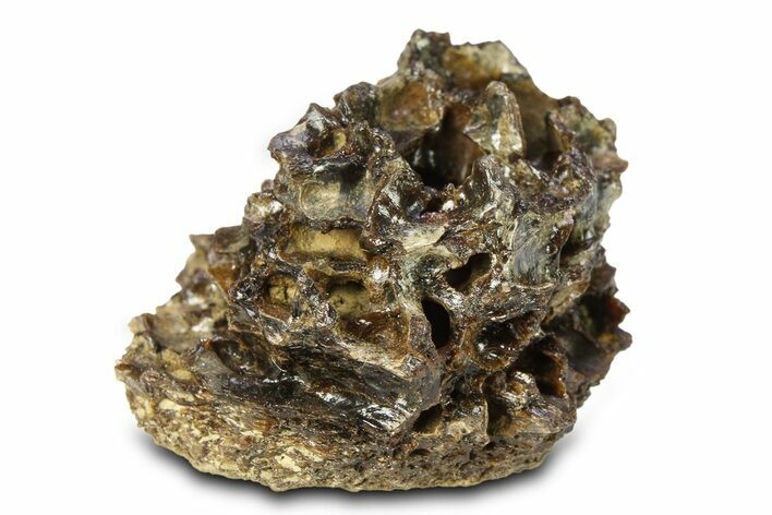 Fossil Tyrannosaur (T rex) Bone Section - Wyoming #299756